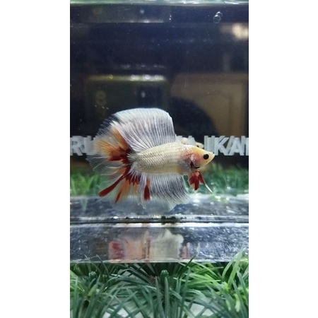 CUPANG HALFMOON DOUBLE TAIL/HMDT/DTHM FANCY NEMO COPPER 100%REALPICT