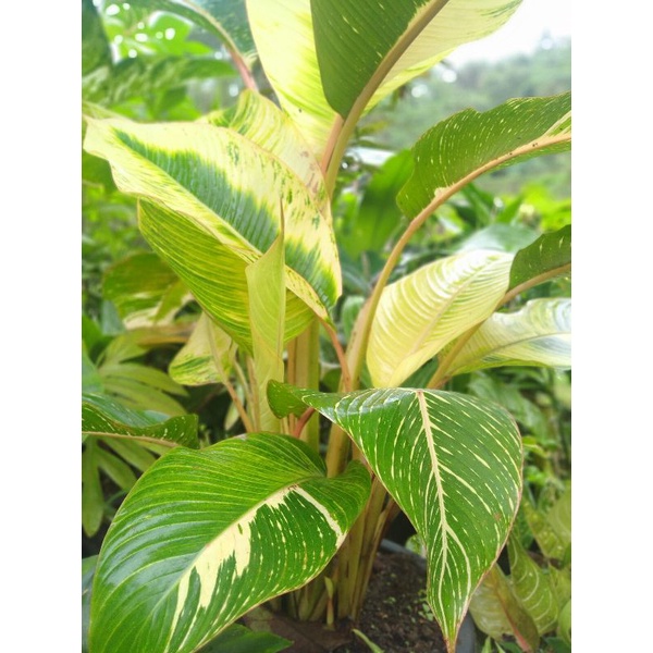 pisang calatea varigata