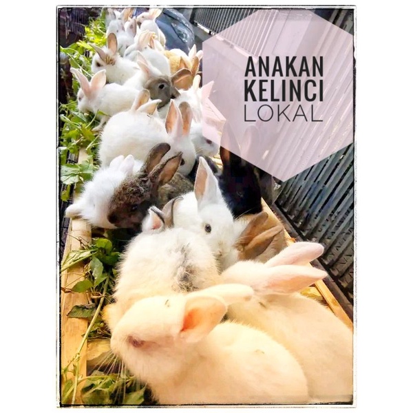 Anak Kelinci hidup Lokal Lucu Imut Sepasang