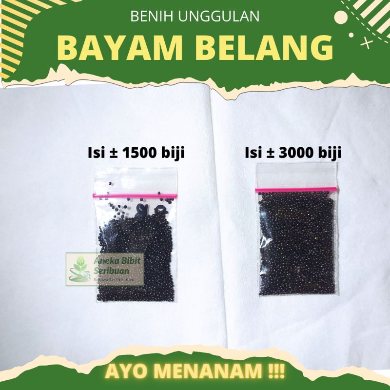 ±3000 biji - Benih bayam belang panen 25 harian , benih bayam loreng benih bayam batik