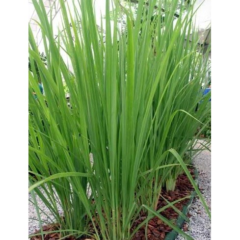 Tanaman Obat Serai Wangi | Shopee Indonesia