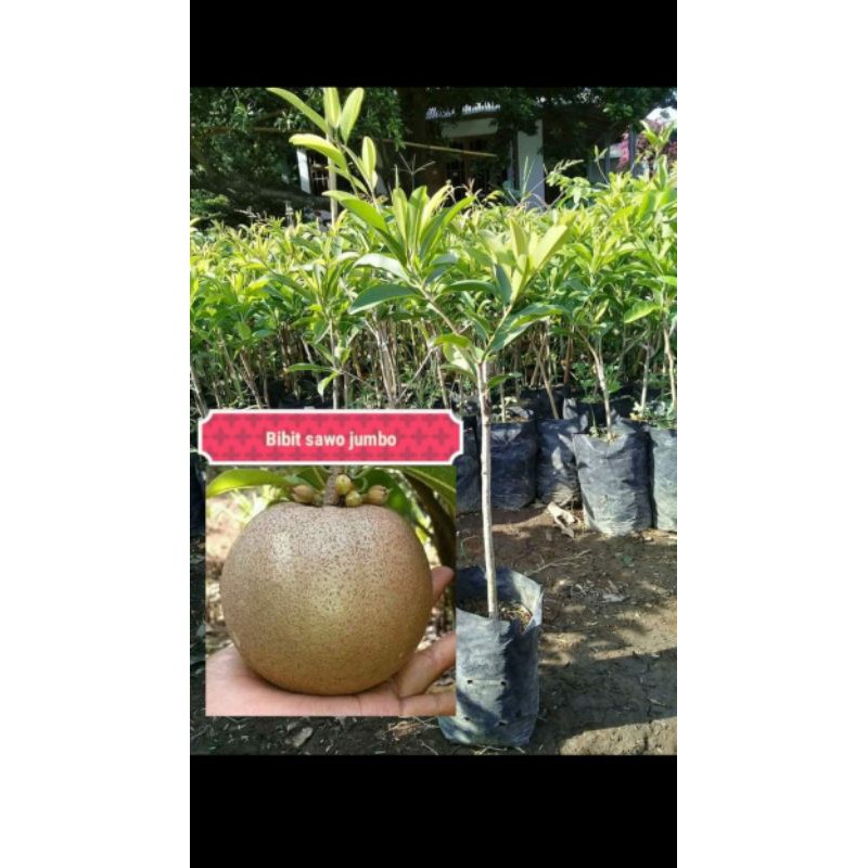 Bibit Sawo Jumbo, Sawo Mentimun, Sawo Alkesa Okulasi