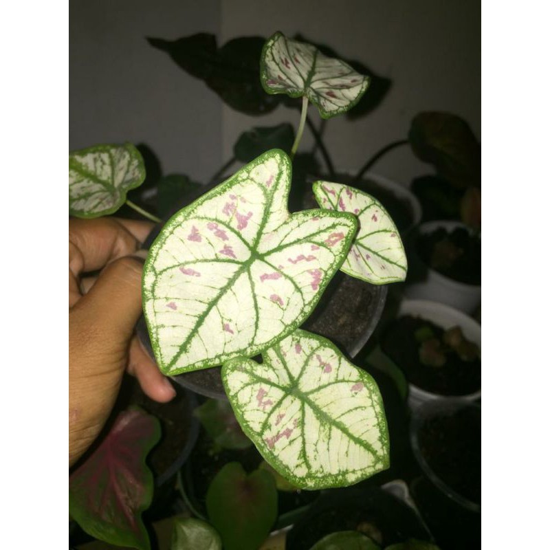 Caladium Strawberry Star