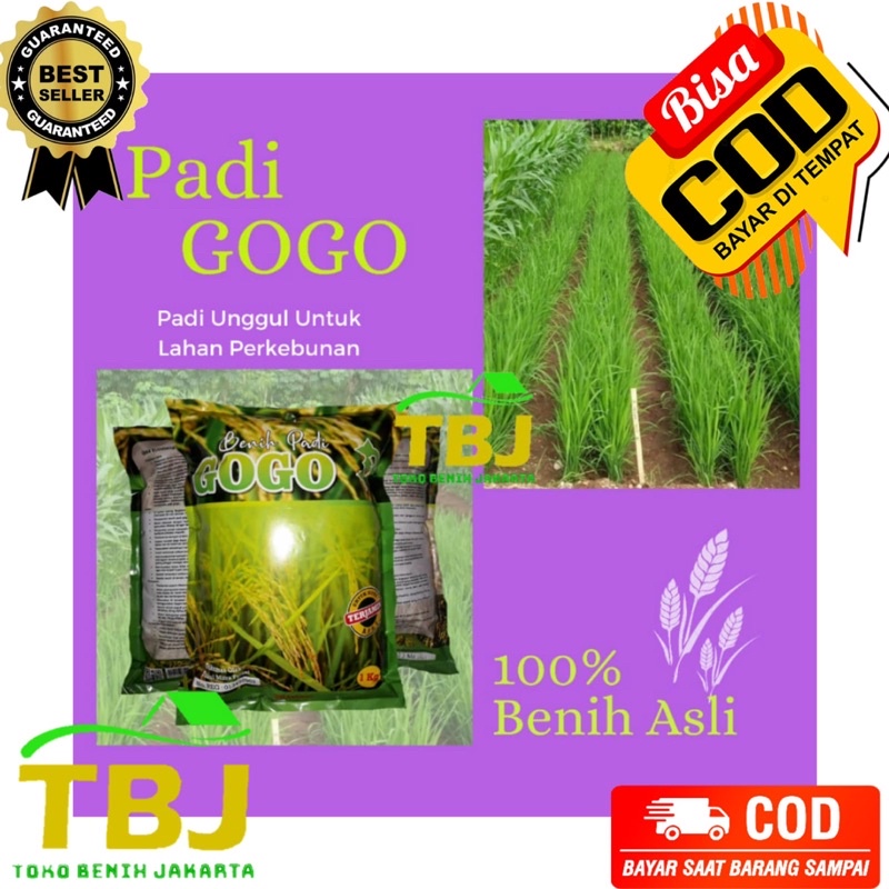 Benih Bibit Padi Gogo Asli Original