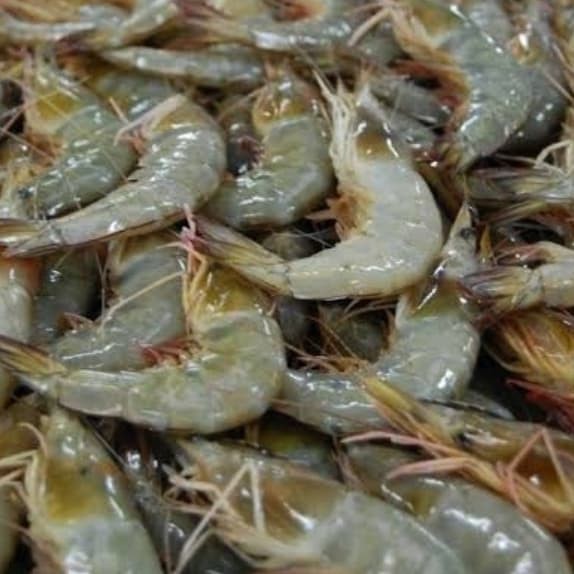 

udang segar no frozen