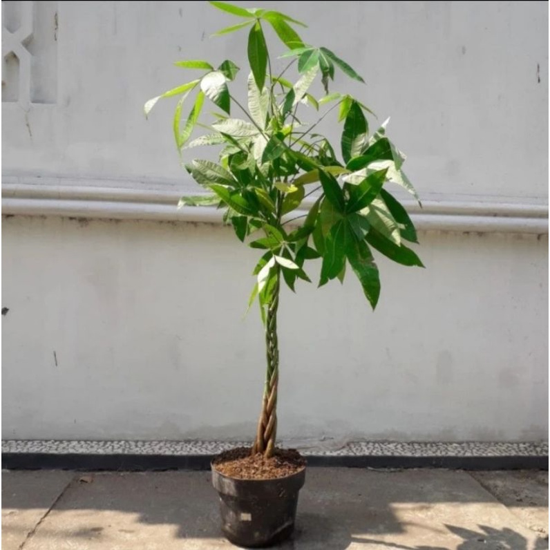 Tanaman Hias pachira Kepang Tinggi 1 Meter Daun