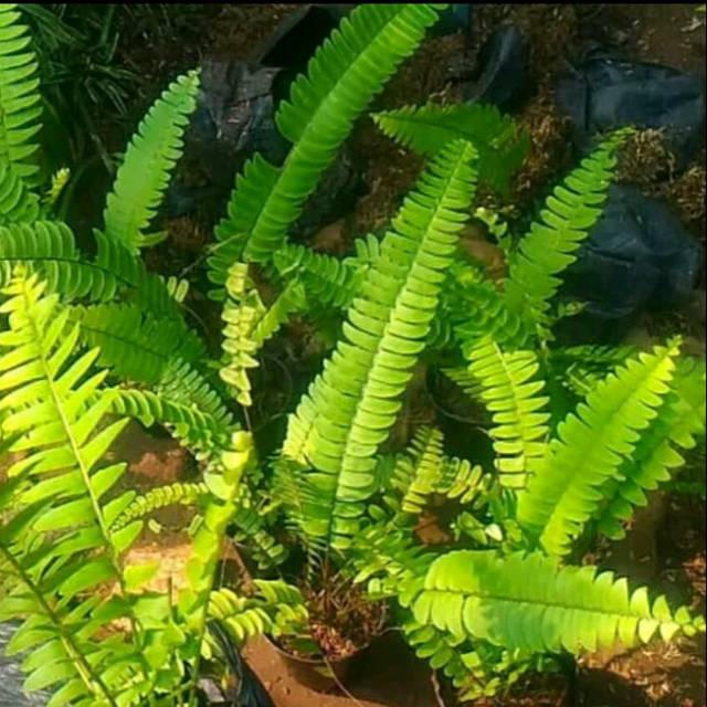 Pohon Pakis Tanaman Vertikal Garden - Tanaman Hias Pakis Kelabang