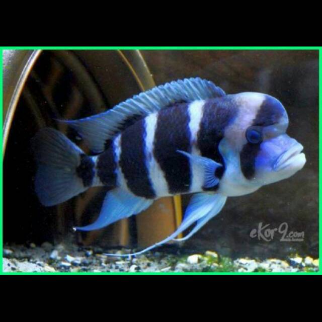 Frontosa Burundi Cichlid Aftican