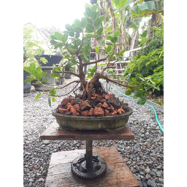 bonsai beringin dollar siap pajang