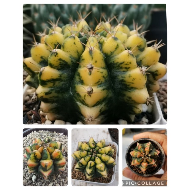 kaktus varigata selected patern gymnocalycium Mihanovinchii varigata