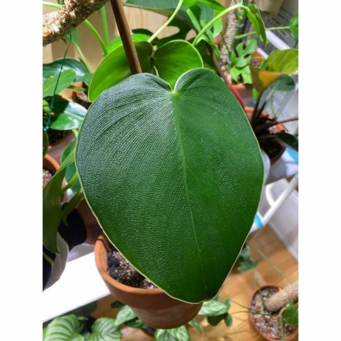Panama Promo Bonggol Philodendron Rugosum-Pig Skin