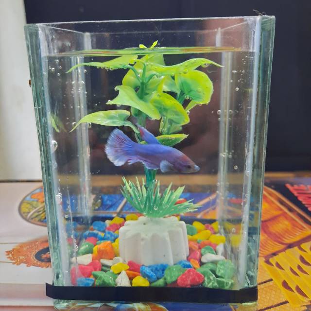 Paket Aquarium Lengkap