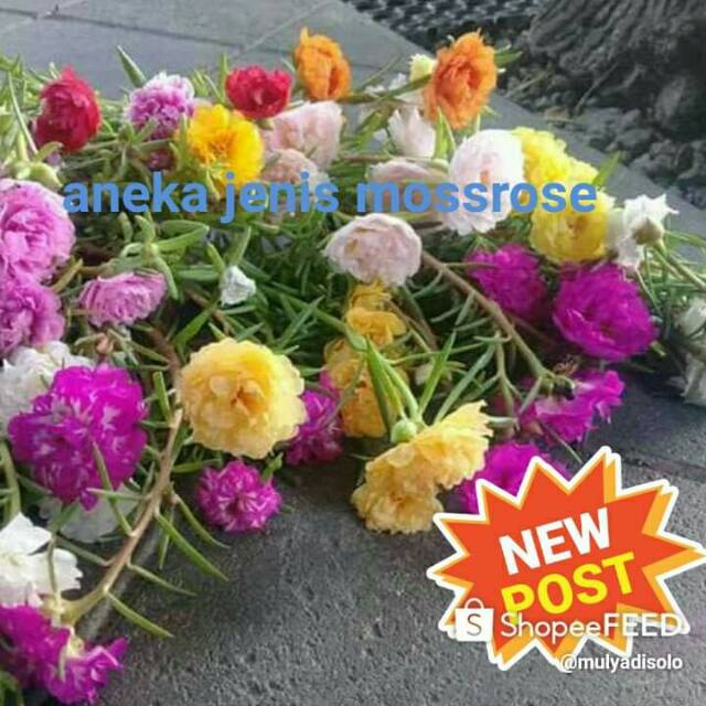 

Krokot lokal + import