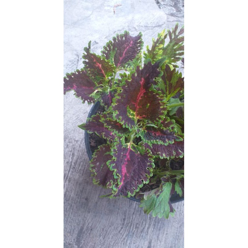 ( BISA COD ) TANAMAN HIAS MIANA PREMIUM