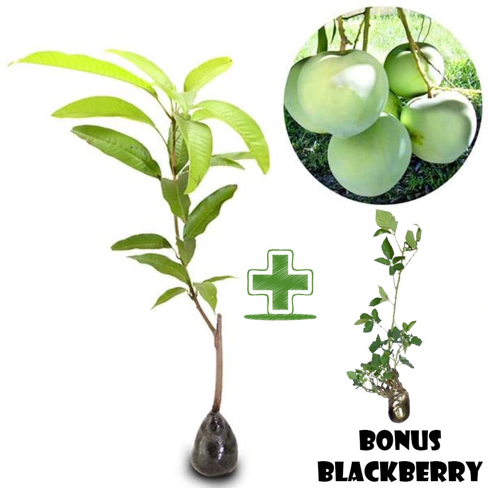 mangga apel bibit tanaman hias buah BONUS bibit blackberry