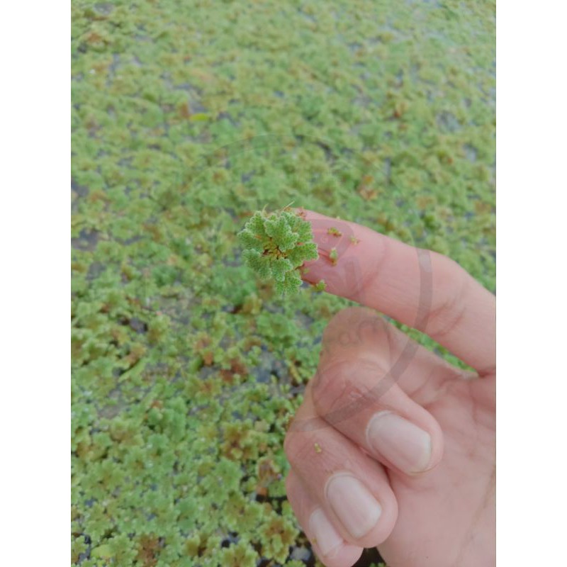 Tanaman Air Azolla