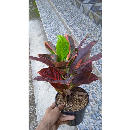 tanaman hias bunga puring langka bunga puring extrada