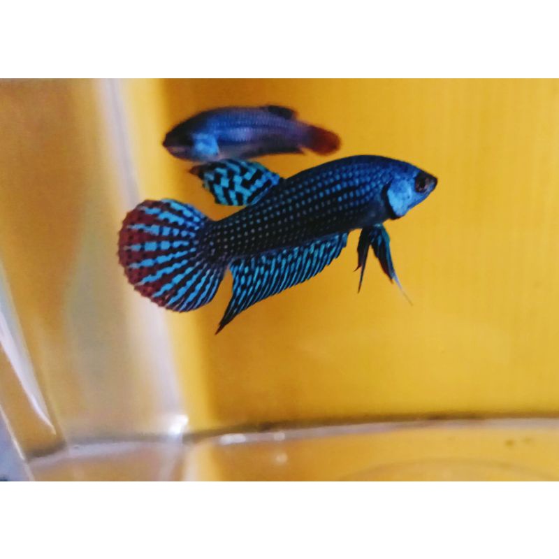 satu pasang ikan cupang alien hybrid blue betta alien green satu pasang