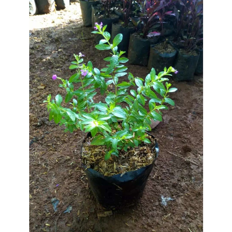 Taiwan Beauty berbunga (Cuphea Hisssopifolia ) - Tanaman Hias  - Bibit Tanaman Hias Hidup Termurah Sedunia