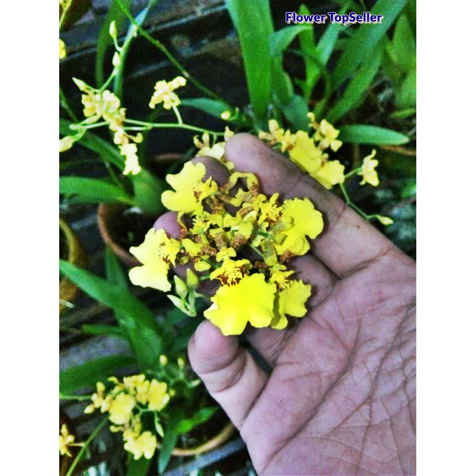 Oncidium Golden Shower / Anggrek / Bunga / Bunga Anggrek / Tanaman Anggrek / Anggrek Oncidium