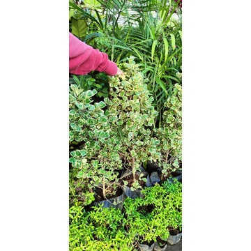 Beringin kupu kupu Varigata / Beringin / Varigata / kupu kupu Varigata /Varigata kupu kupu / tanaman