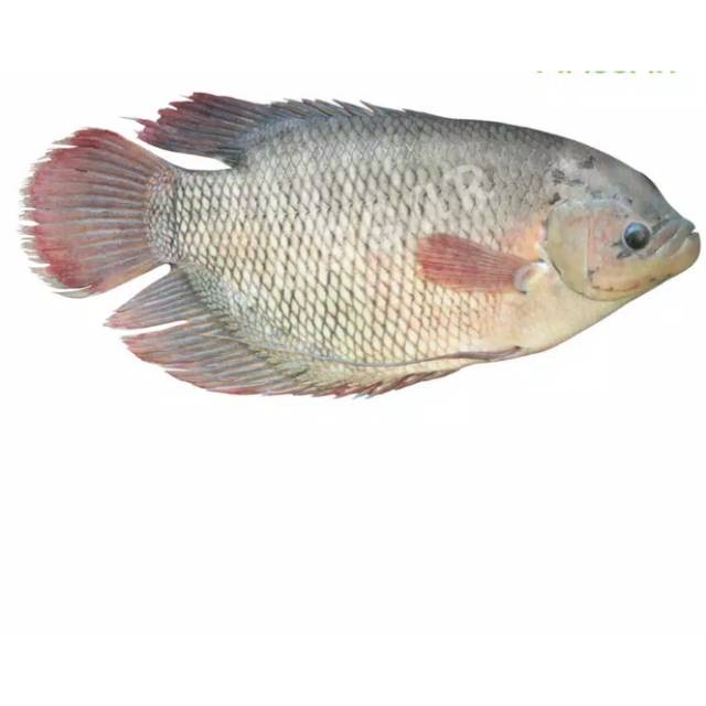 

Ikan Gurami Kemasan 1 kg Gourami Fish