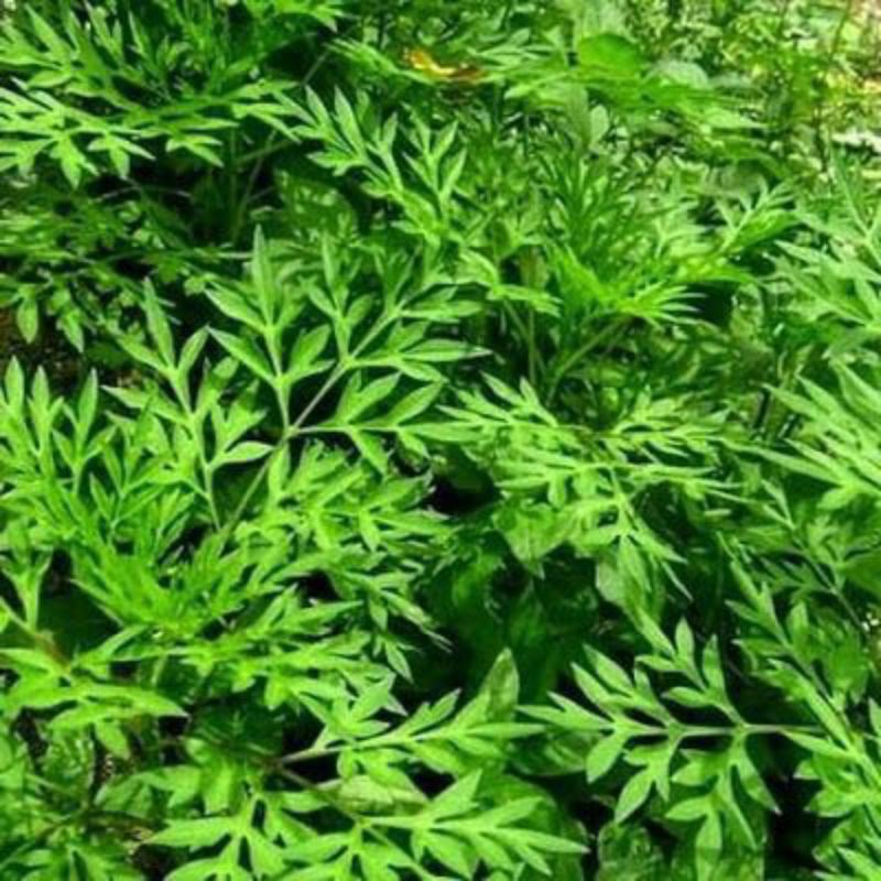 BIBIT HIDUP TANAMAN KENIKIR/BIBIT SAYUR KENIKIR