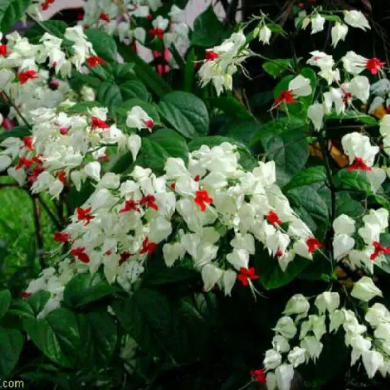 tanaman Nona makan sirih  (Clerodendrum thomsoniae)bunga putih - BAKUL KEMBANG