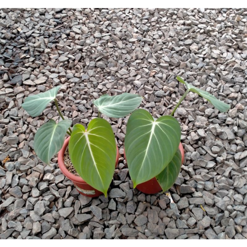 tanaman hias philodendron glorisium