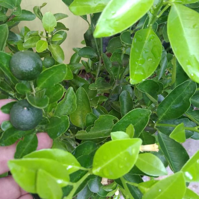 Nh” Bibit Jeruk Kip / Jeruk Peras / Lemon Cina Kondisi Berbuah