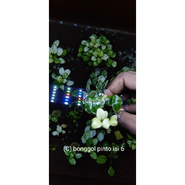 anubias pinto