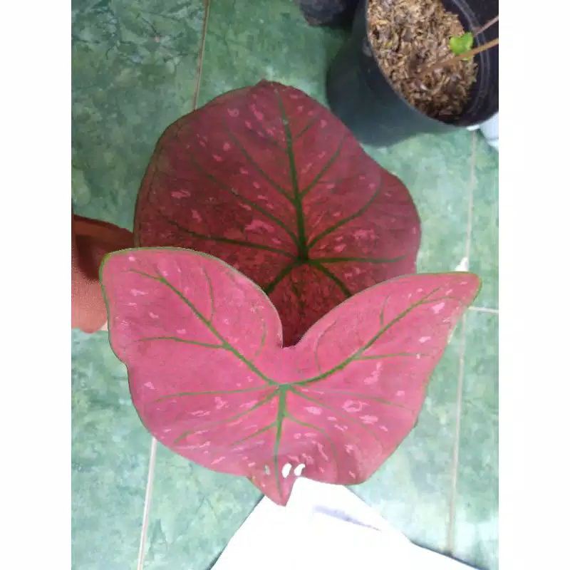

Hibrid Gren Spider