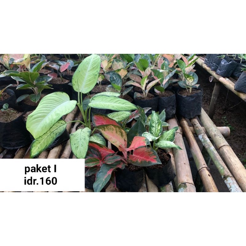 PAKET HEMAT 6 AGLONEMA TERMURAH/PAKET AGLONEMA TERMURAH/PAKET AGLONEAM MURAH