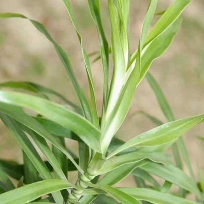 

Ready Stock] Daun Suji Segar Perhelai Untuk Pewarna Makanan Alami