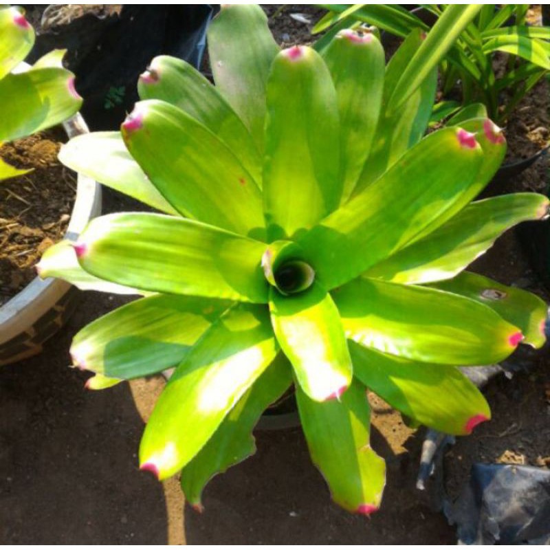 tanaman bromelia kitek