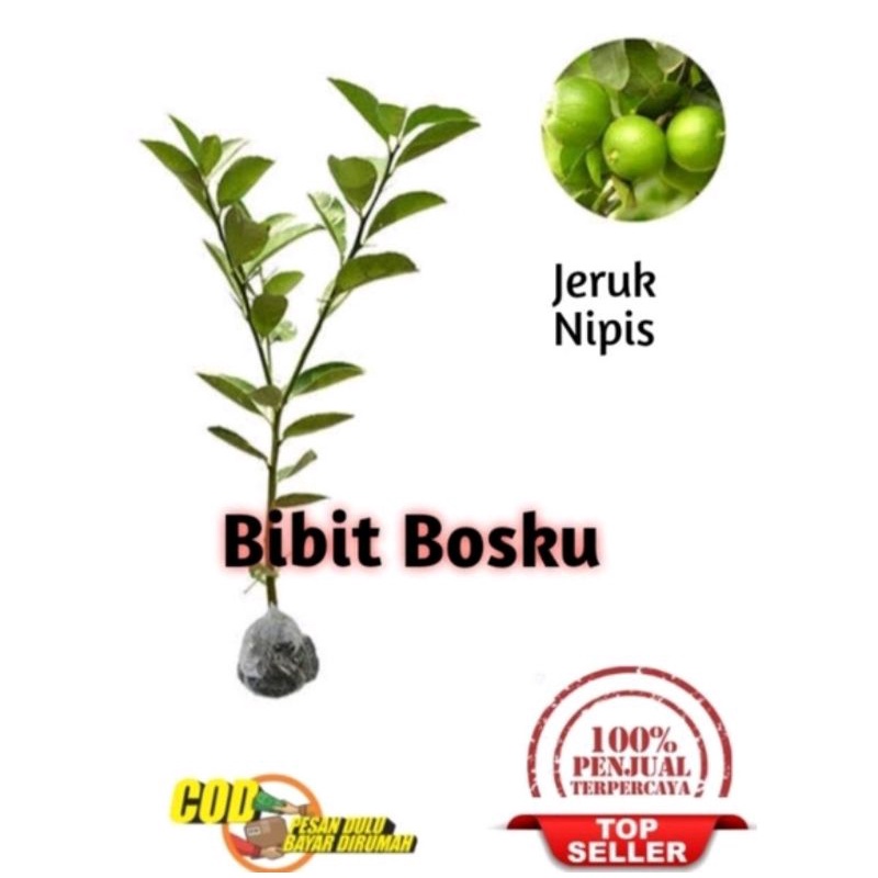 Bibit Jeruk Nipis (Asli)
