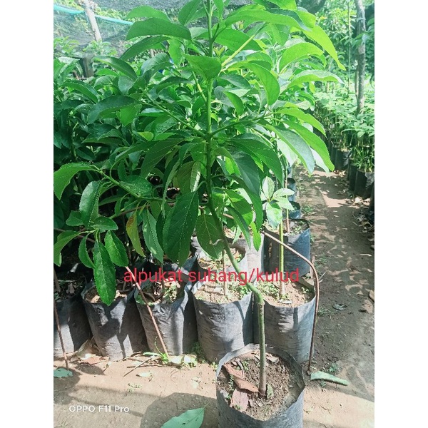 bibit alpukat subang/kelud