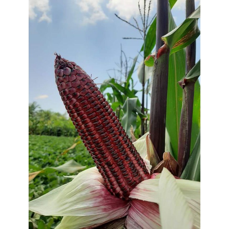 

jagung ketan JANTAN F1 dari panah merah