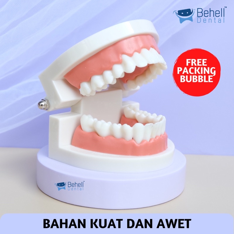 DENTAL STUDY MODEL HIGH QUALITY // Patung Gigi // Model Phantom Dental // Alat Peraga Kedokteran Praktek Gigi Ortho Orthodontic Tanpa Behel bracket Braces // Behelldental