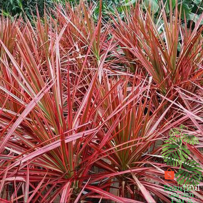 tanaman hias dracena triColor - bibit dracena tricolor