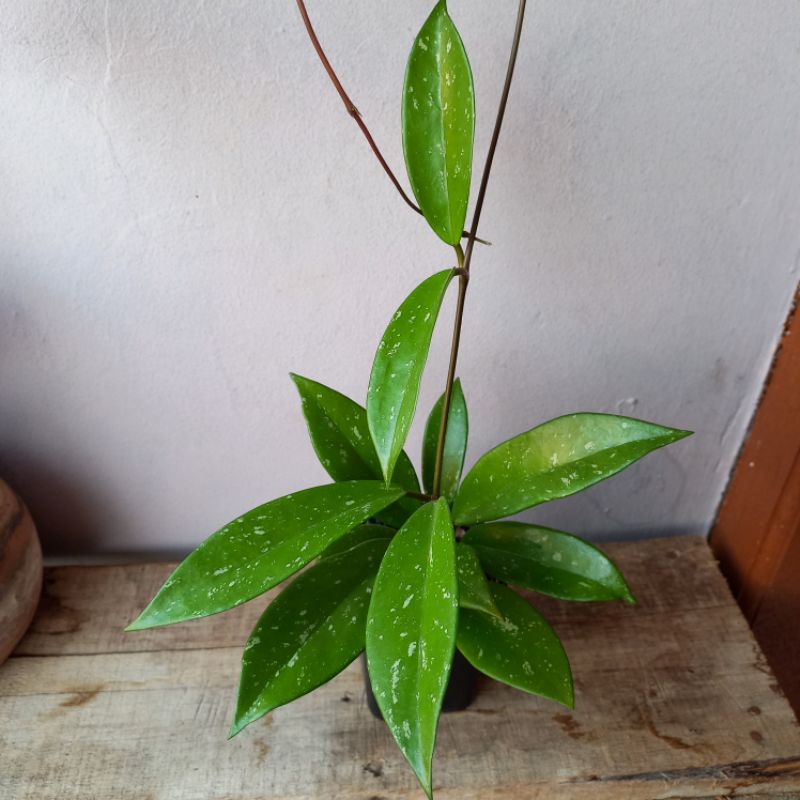 Hoya Pubicalyx rimbun