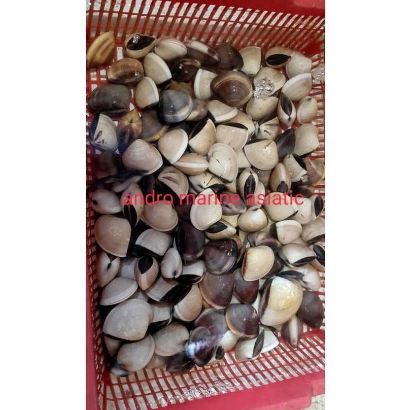 

Kerang kepa/Tahu kondisi Hidup @1000gram