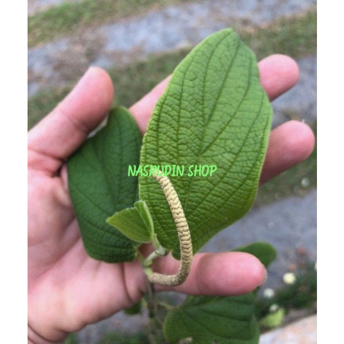 

BUAH SIRIH HUTAN SEGAR / PIPER ADUNCUM