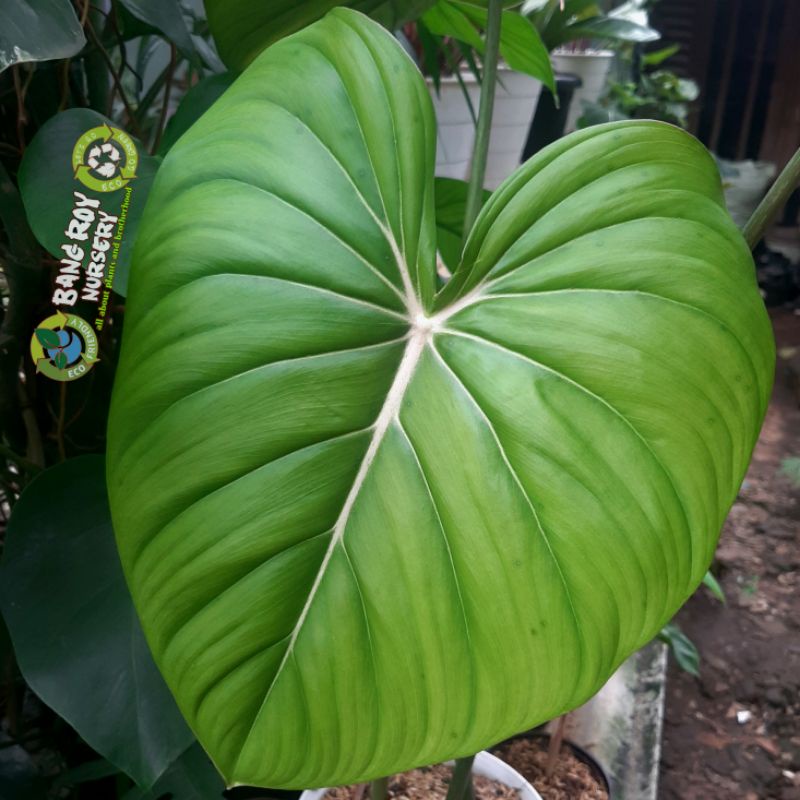 philodendron mcdowell pastazanum