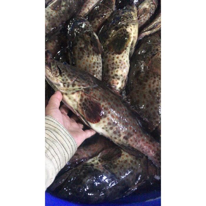 

Fisho | Ikan Kerapu Segar Size Besar 1Kg Ready stock