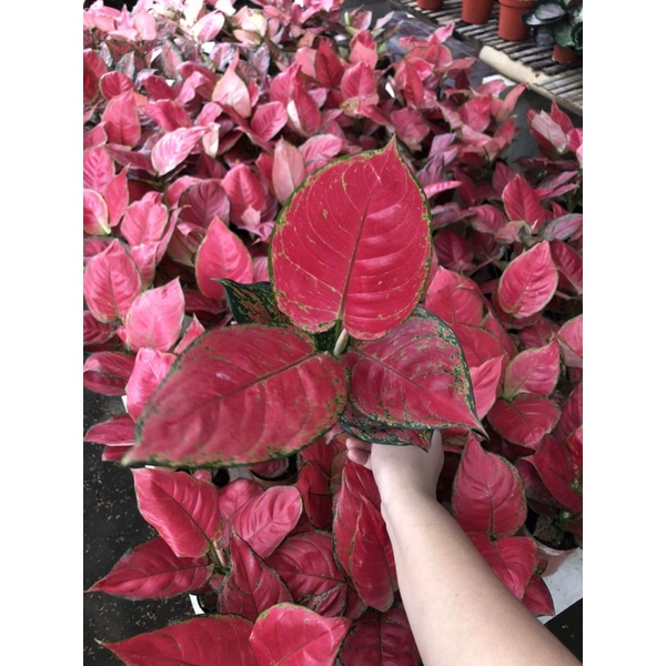 Aglaonema red anjamani super