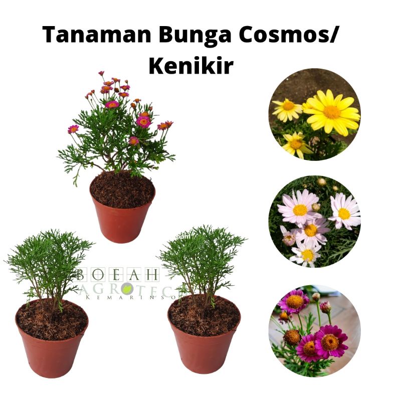 Bibit Tanaman Hias Cosmos/ Bunga Daisy/ Kenikir Import Bisa Pilih Warna