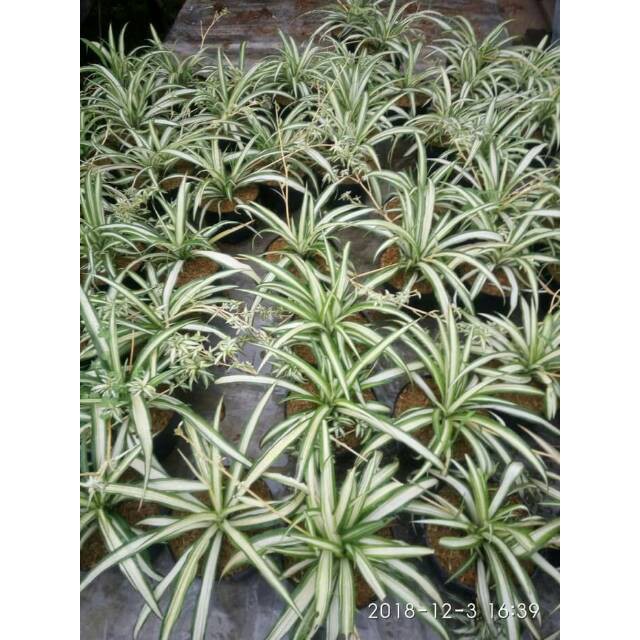 Tanaman pot gantung spider plant chlorophytum comosum lili paris hawai