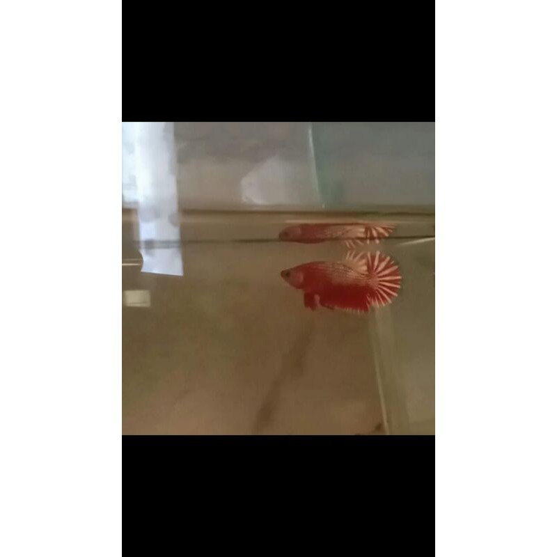 ikan cupang fccp red het/ws