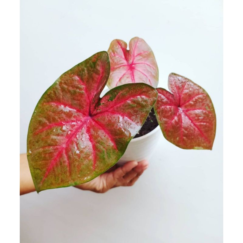 tanaman hias/caladium red devil/caladium hibrid